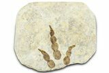 Dinosaur (Grallator) Track - Negative Impression #366854-1